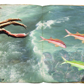 fishbook crabstick