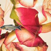 rose fish